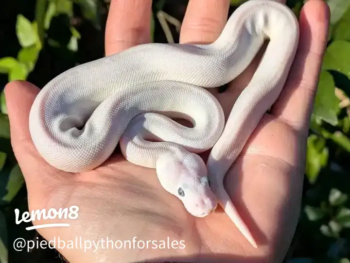 Ball python for adoption 's images(2)