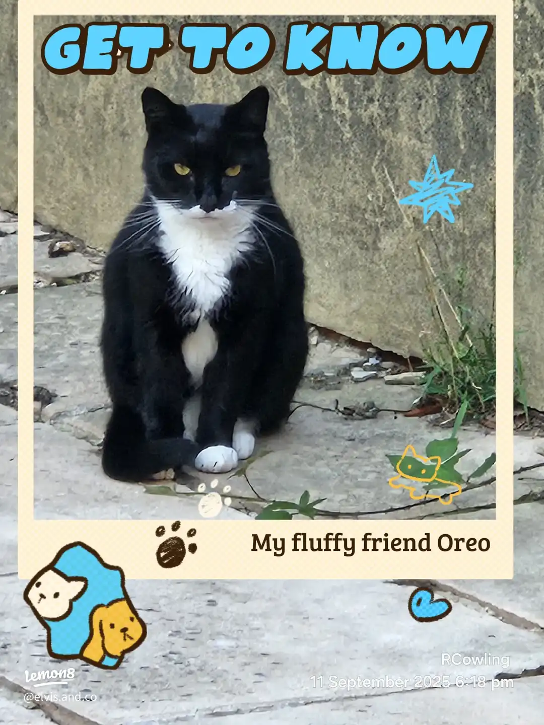 My fluffy friend Oreo's images(0)