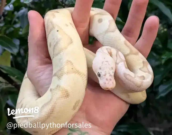 available for adoption 's images(2)