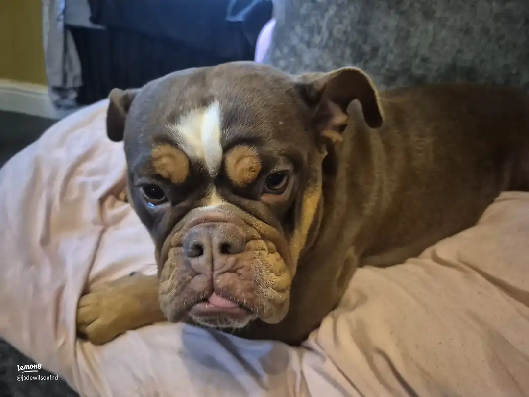 my pets 🥰🫶's images(0)