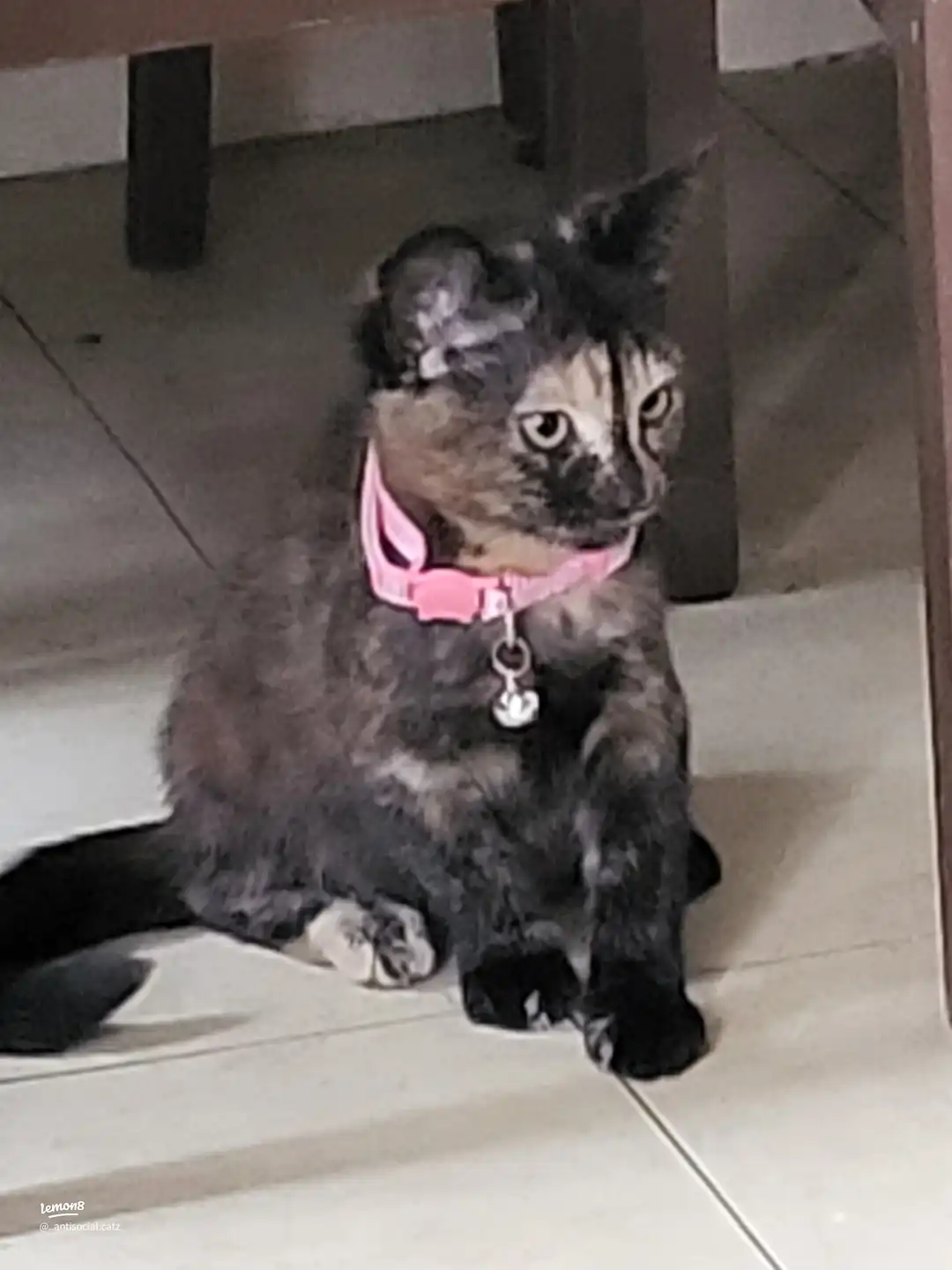 my babies 's images(2)