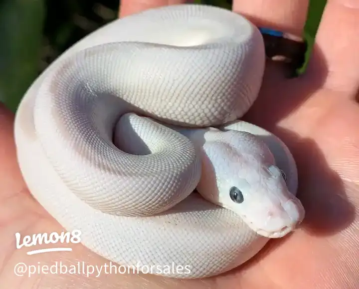 Ball python for adoption 's images(1)