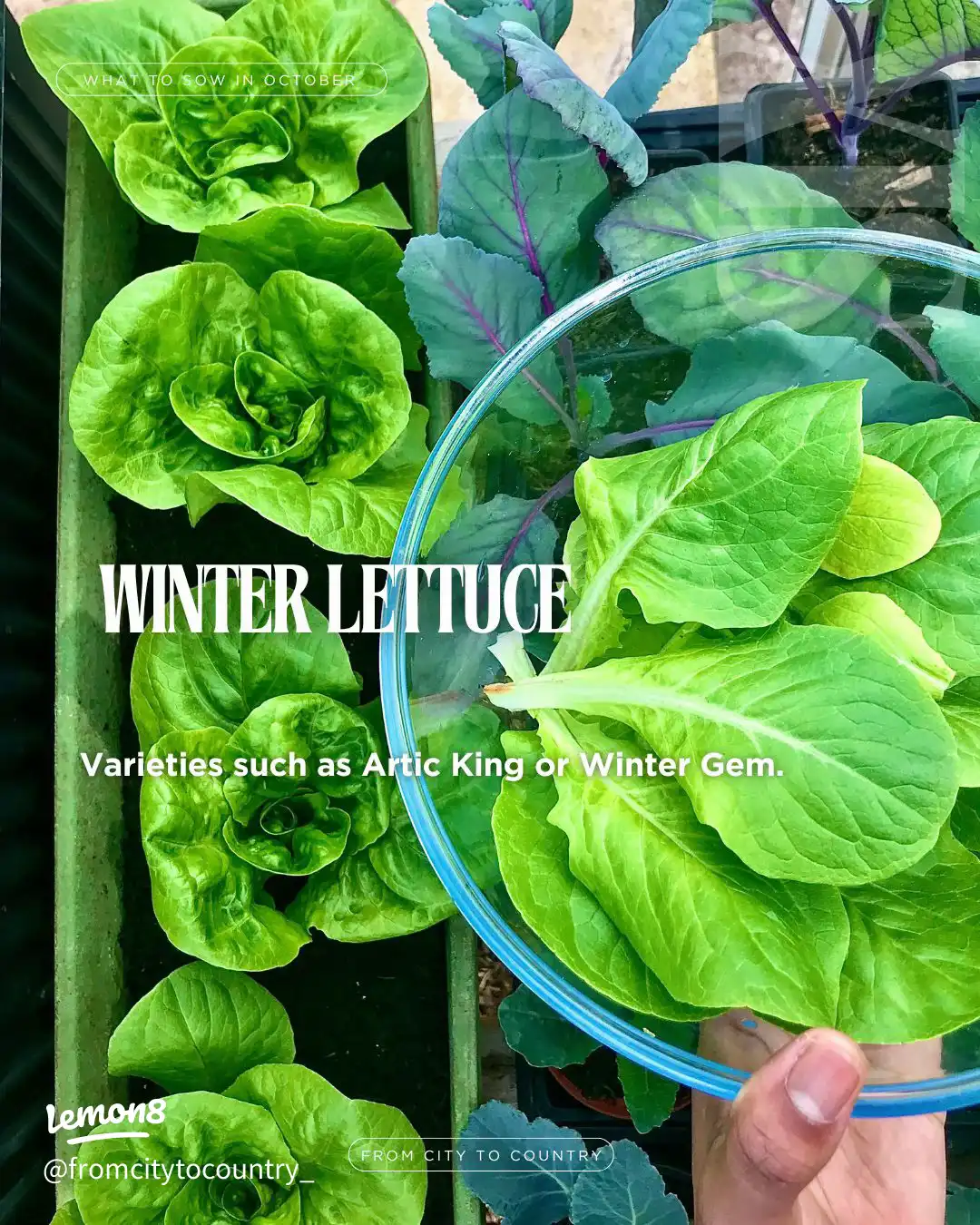 Vegetable & Herb Seeds to Sow in October 🌱🍂 USDA Z's images(6)