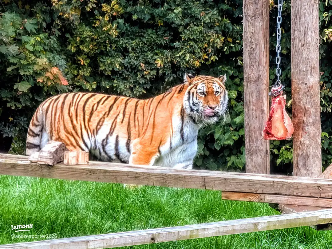 banham zoo trip 's images(8)