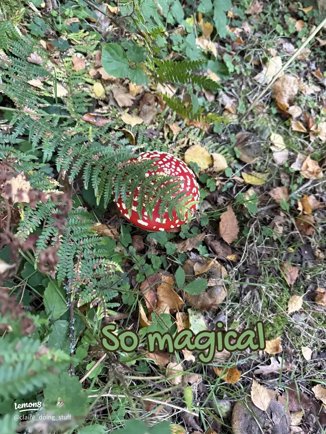 An autumn walk 🍂🍁🍄🍄🟫's images(7)