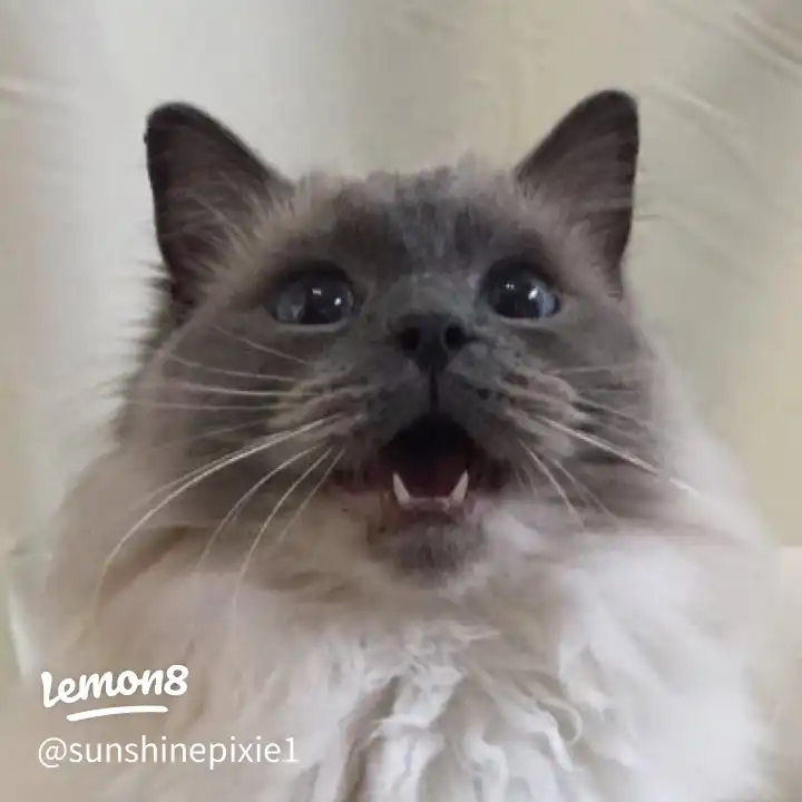 Heartbroken you had to leave us today🥲's images(2)