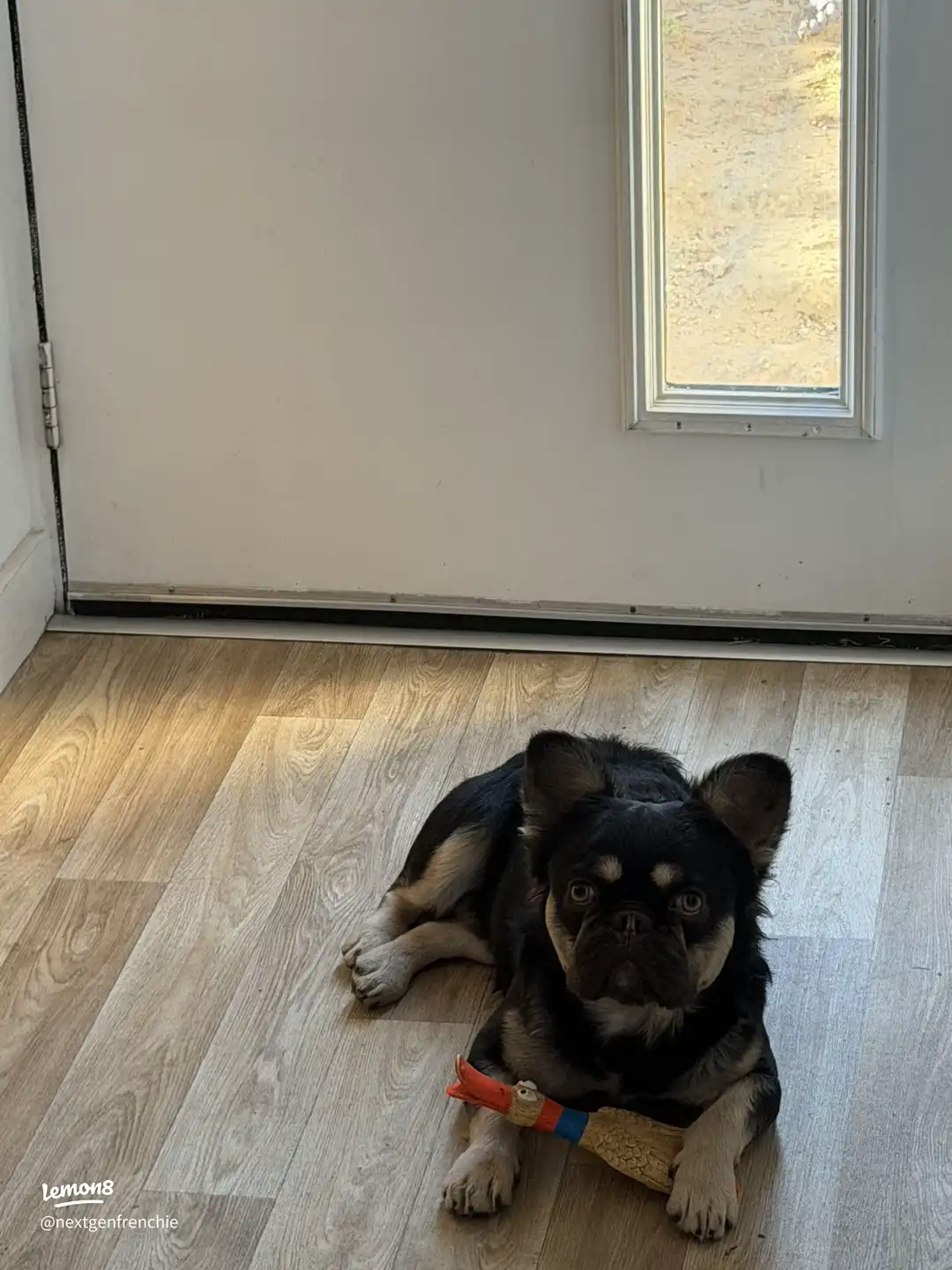 Beautiful boy Rex 13 months 's images(0)