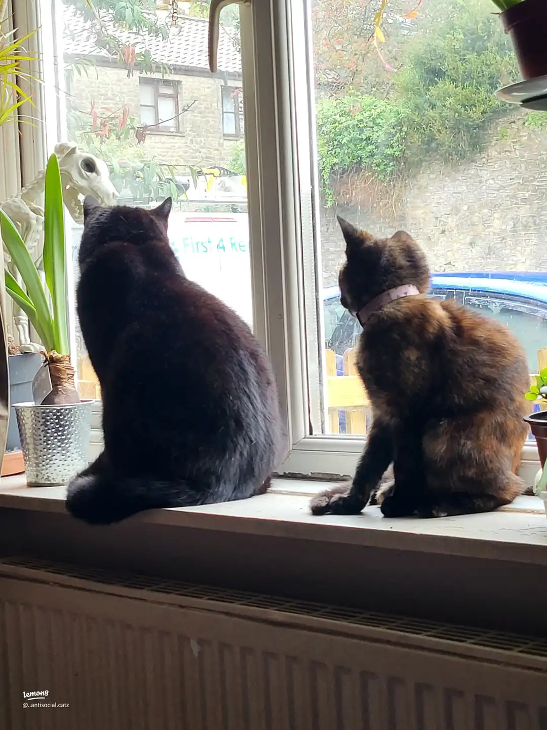 my babies 's images(1)