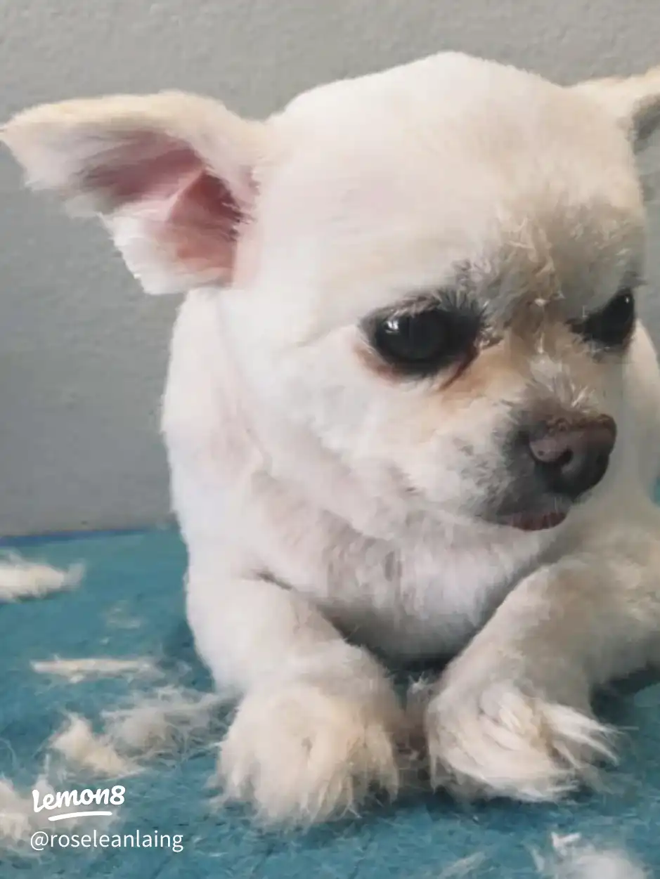 my furry boy 's images(0)