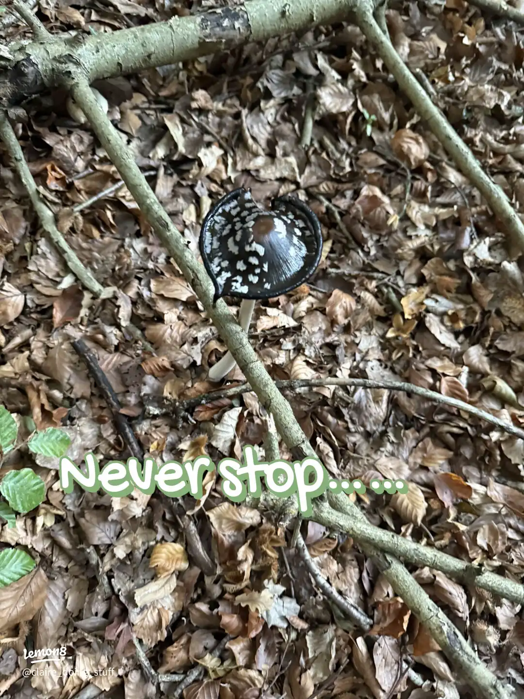 An autumn walk 🍂🍁🍄🍄🟫's images(8)