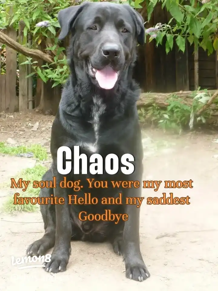 My Soul dog's images(1)