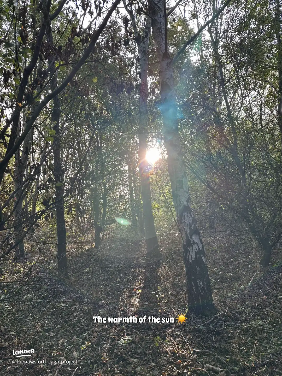 Swipe for autumn vibes 🍂 's images(6)