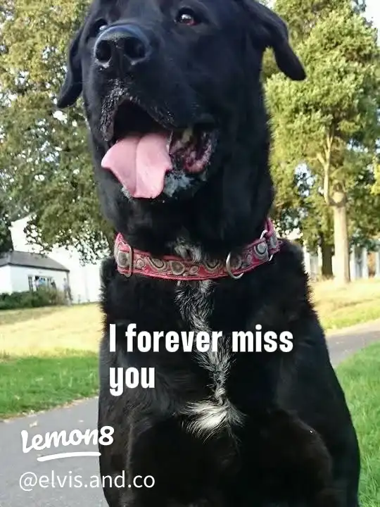 My Soul dog's images(2)