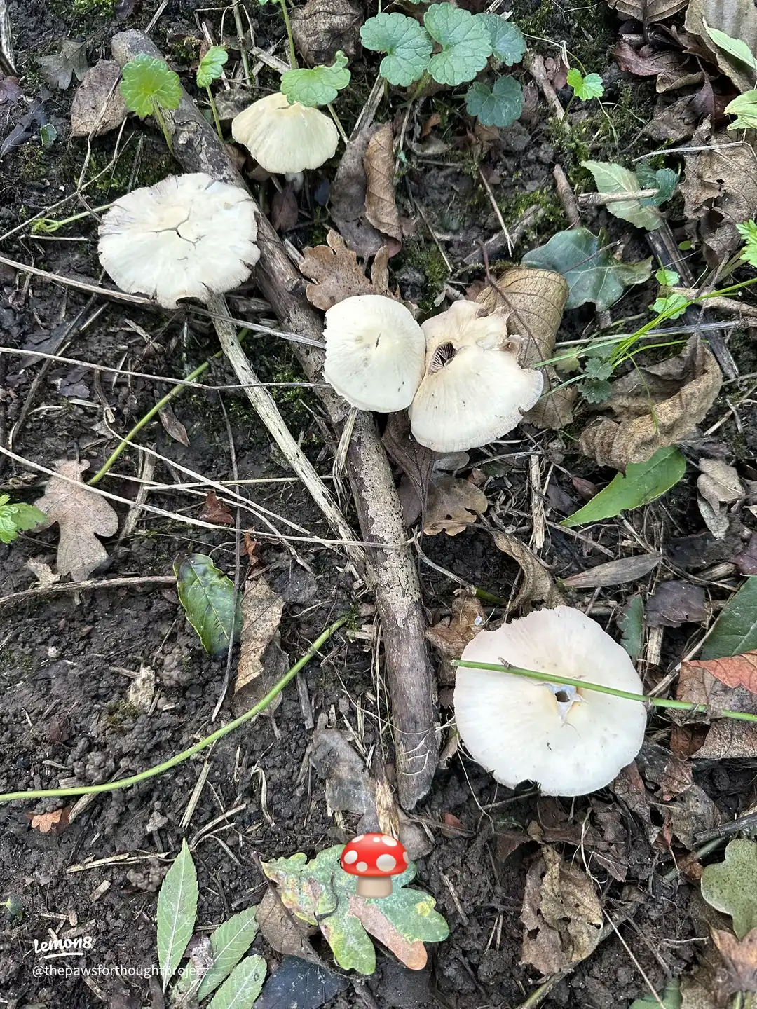 Swipe for autumn vibes 🍂 's images(3)