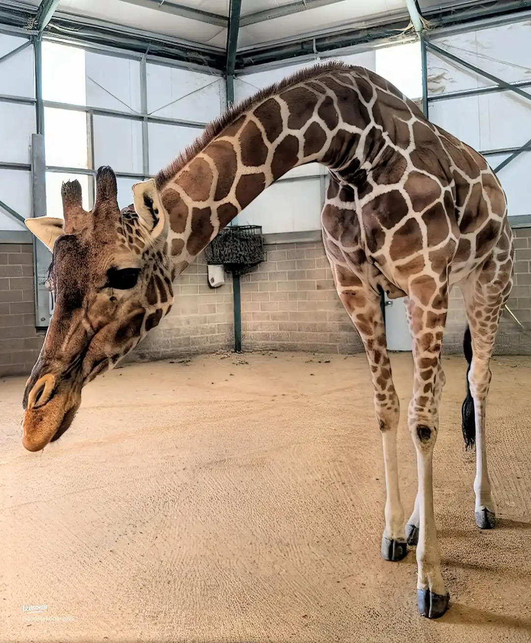 banham zoo trip 's images(7)