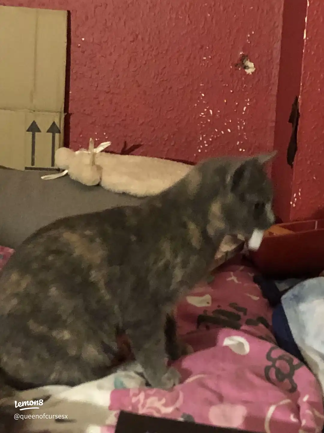 Anyone else's cat obsessed with bottle lids 𤣠's images(0)