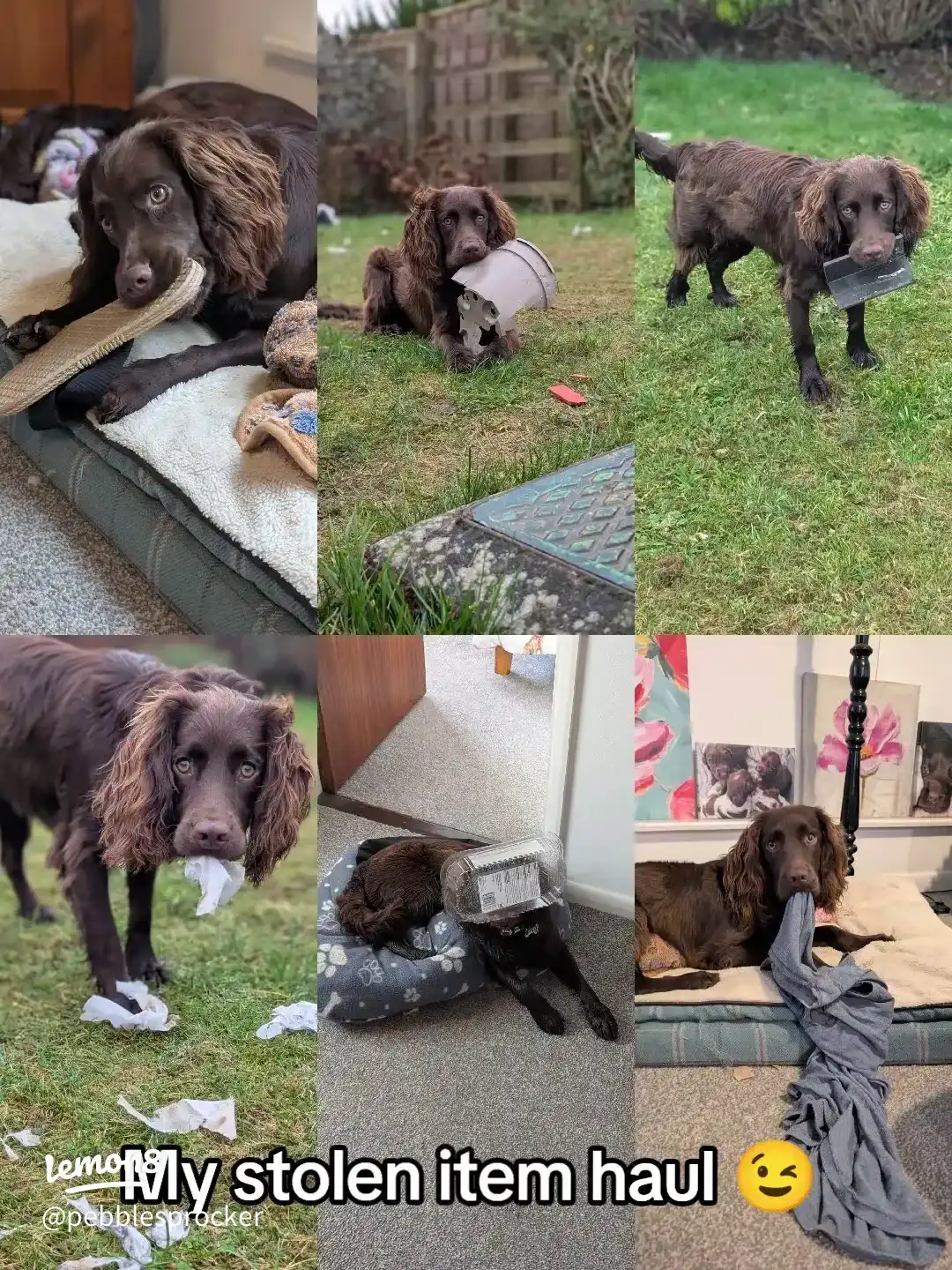 My Stolen Item Haul!🐶😉's images(0)