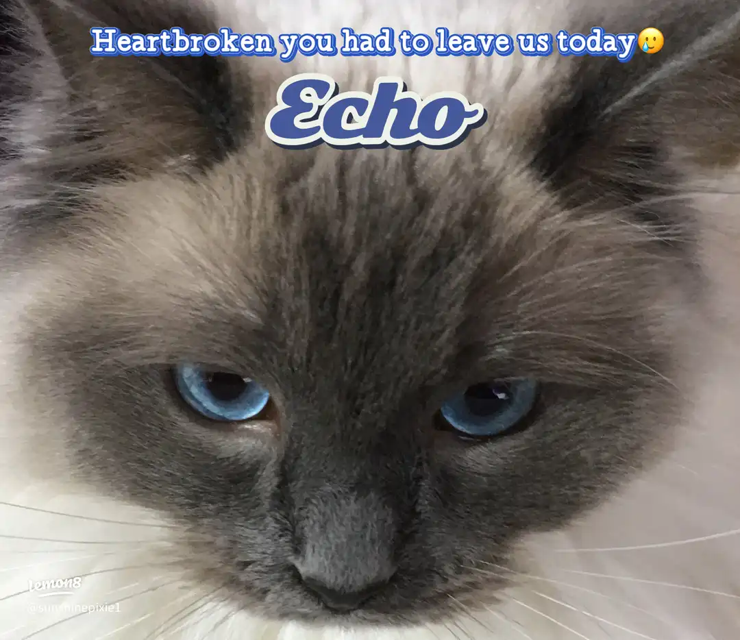 Heartbroken you had to leave us today🥲's images(0)