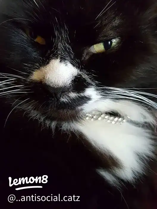 my babies 's images(9)