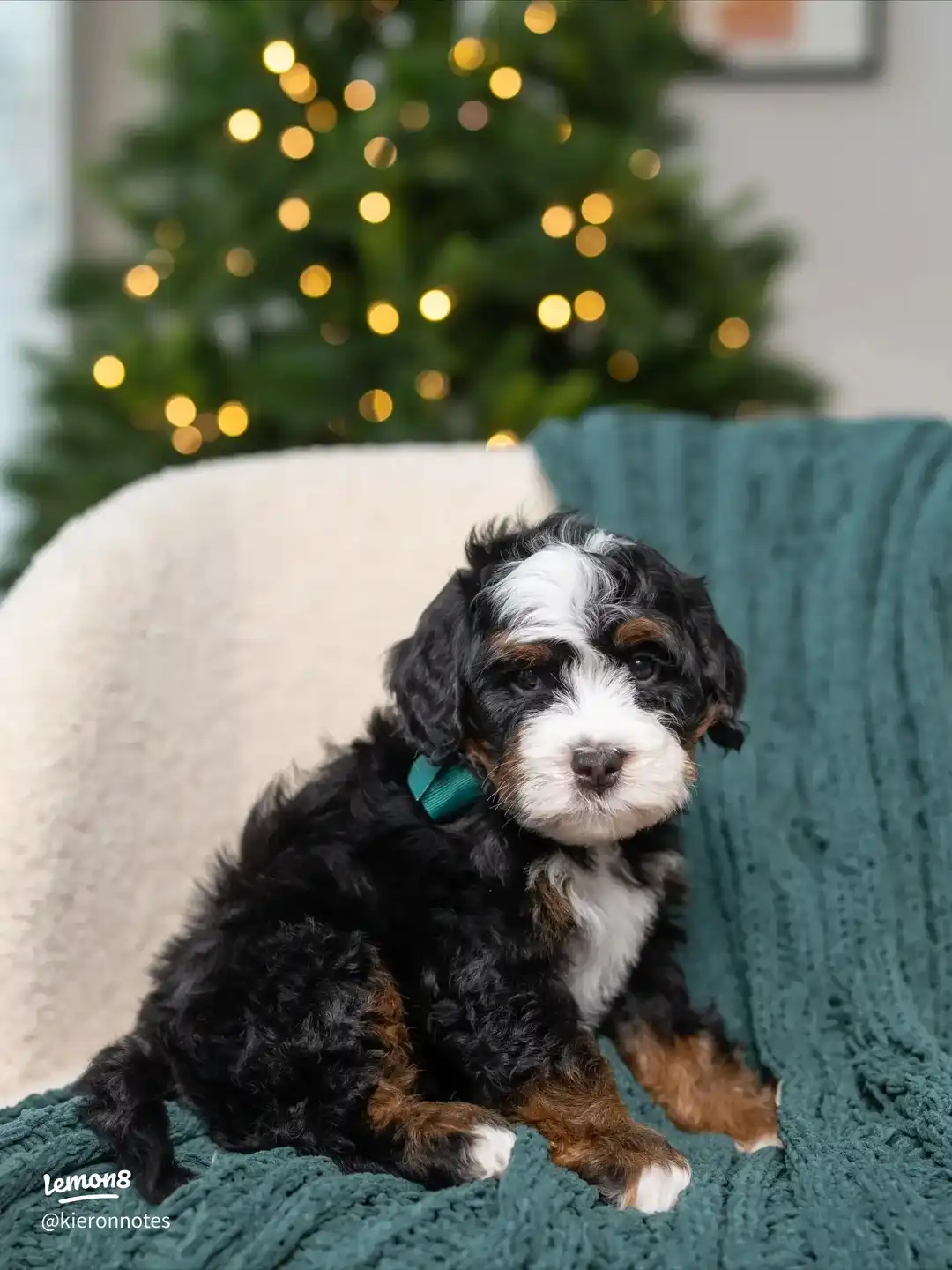 adopt me ✨'s images(0)