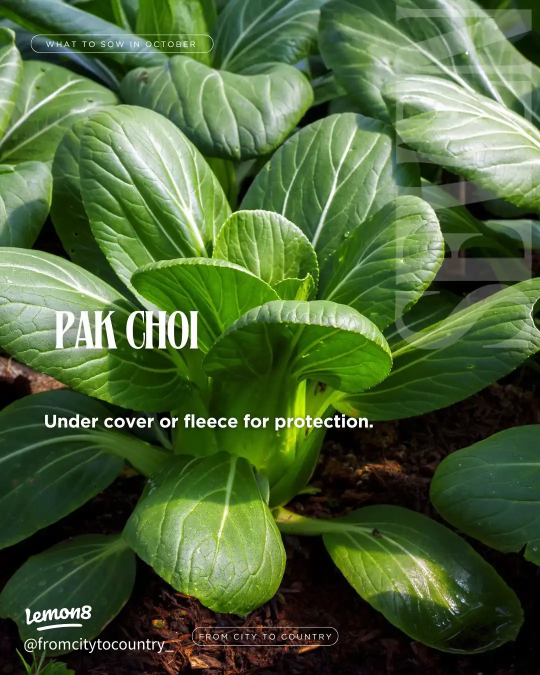 Vegetable & Herb Seeds to Sow in October 🌱🍂 USDA Z's images(7)