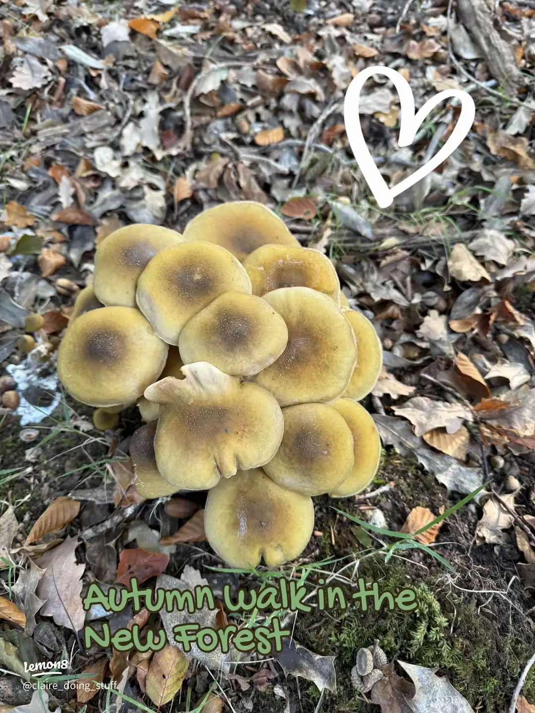 An autumn walk 🍂🍁🍄🍄🟫's images(0)