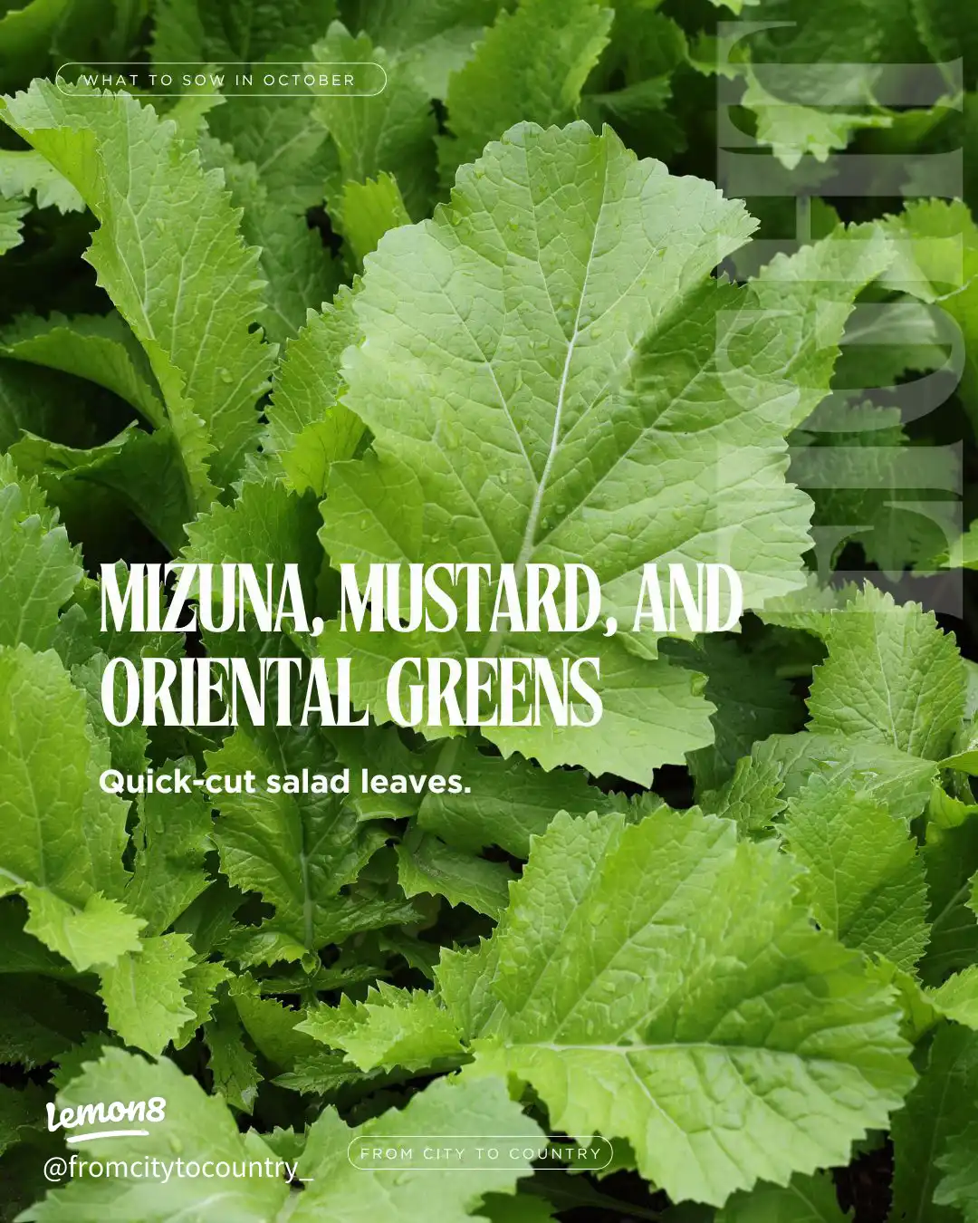 Vegetable & Herb Seeds to Sow in October 🌱🍂 USDA Z's images(8)