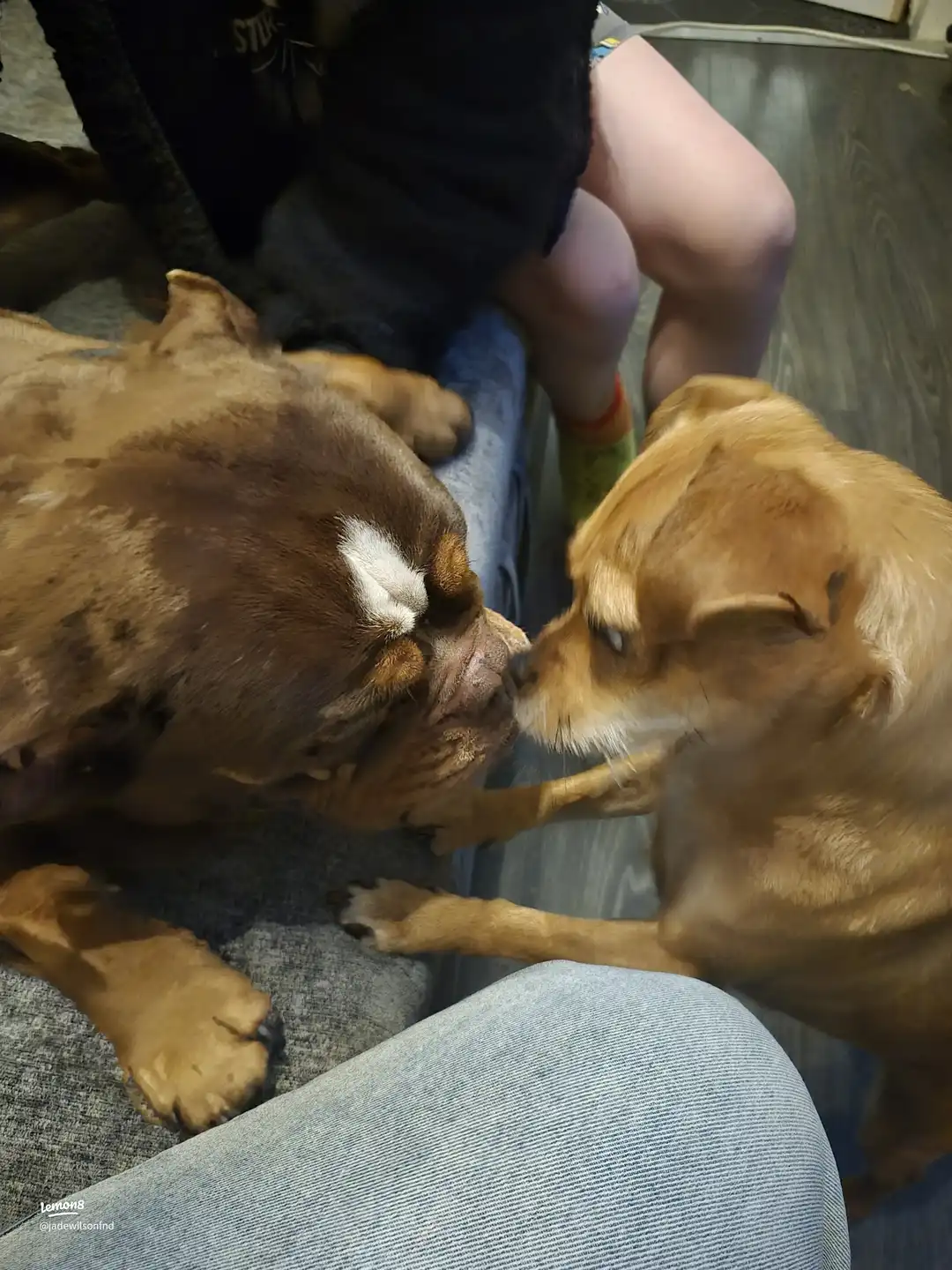 my pets 🥰🫶's images(1)