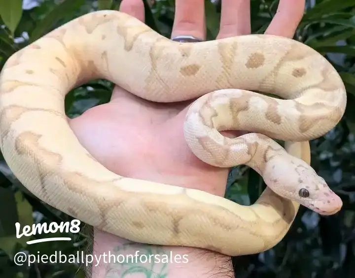 available for adoption 's images(0)