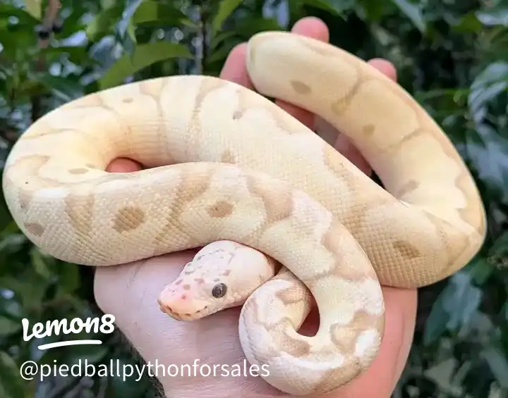 available for adoption 's images(3)