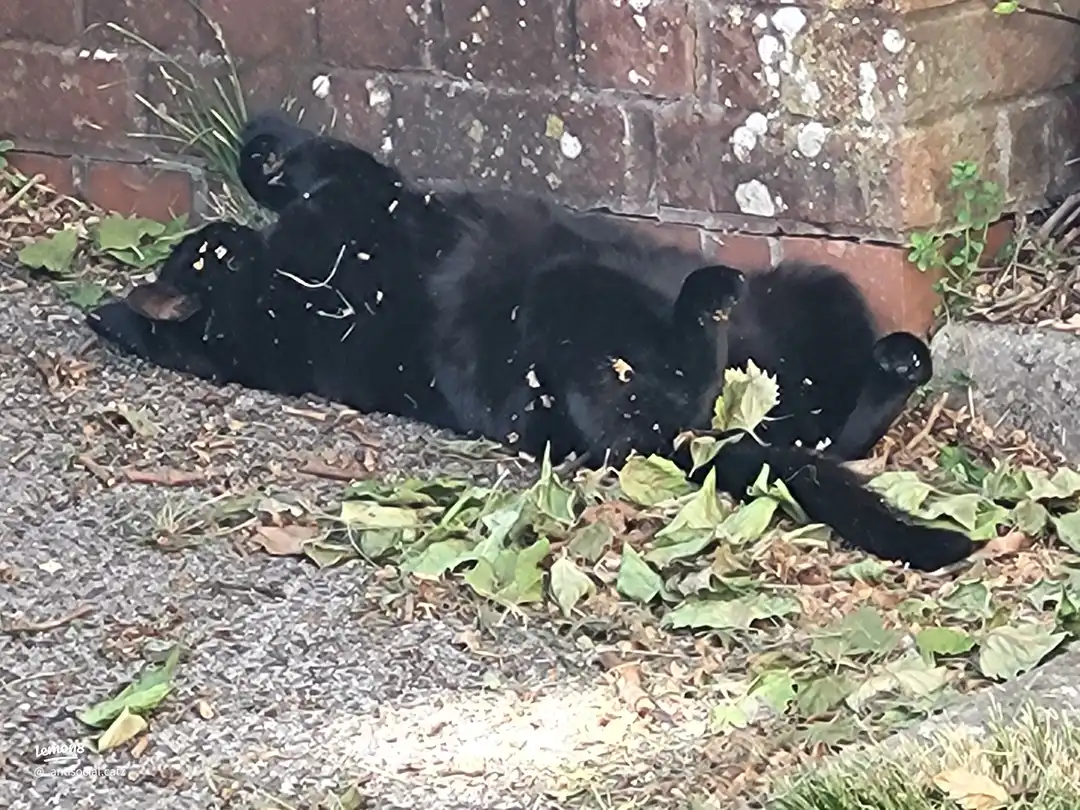 my babies 's images(4)