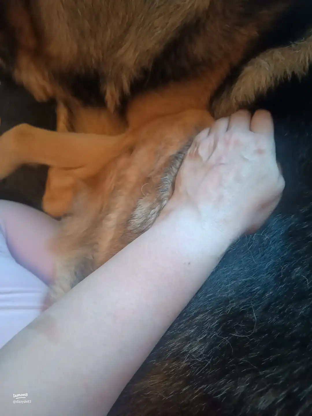 my crazy dog benji's images(0)