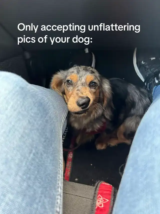 Only accepting unflattering pics of your dog!