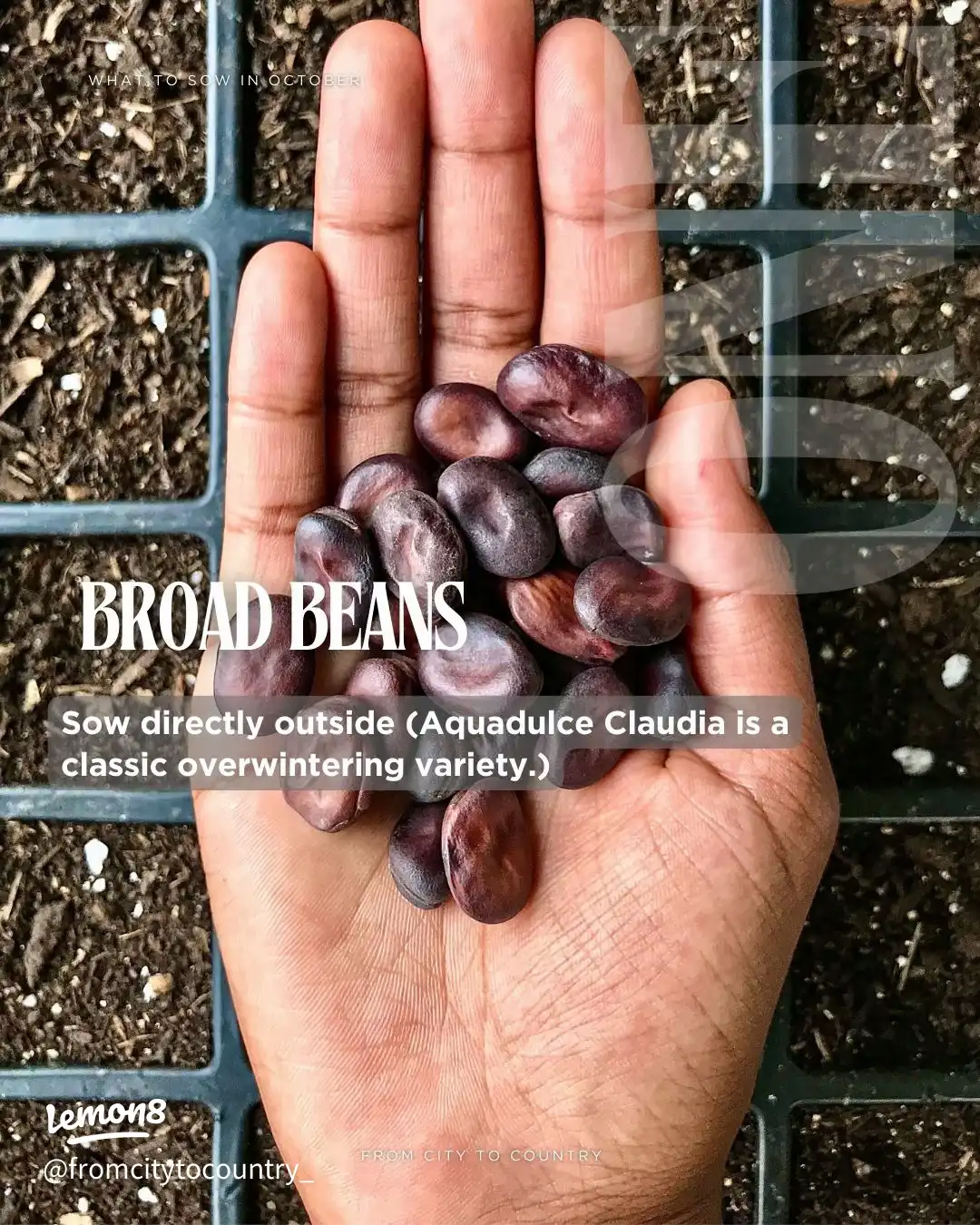 Vegetable & Herb Seeds to Sow in October 🌱🍂 USDA Z's images(1)