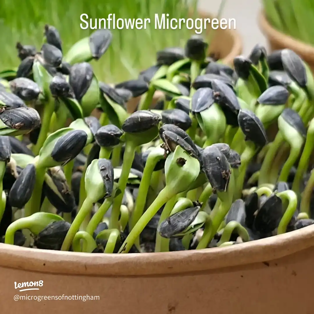 “Boost Your Meals with a Sprinkle of Micro Power 💥's images(5)