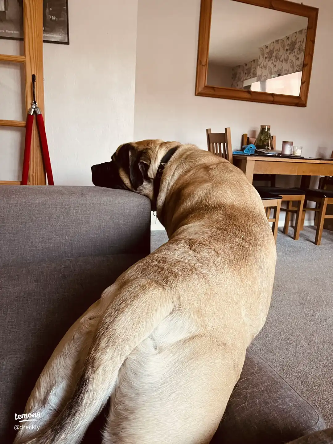 Sleepy Stanley 🐾💕's images(1)