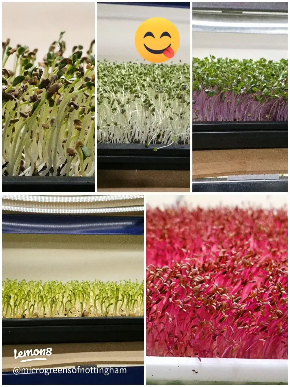 “Boost Your Meals with a Sprinkle of Micro Power 💥's images(0)