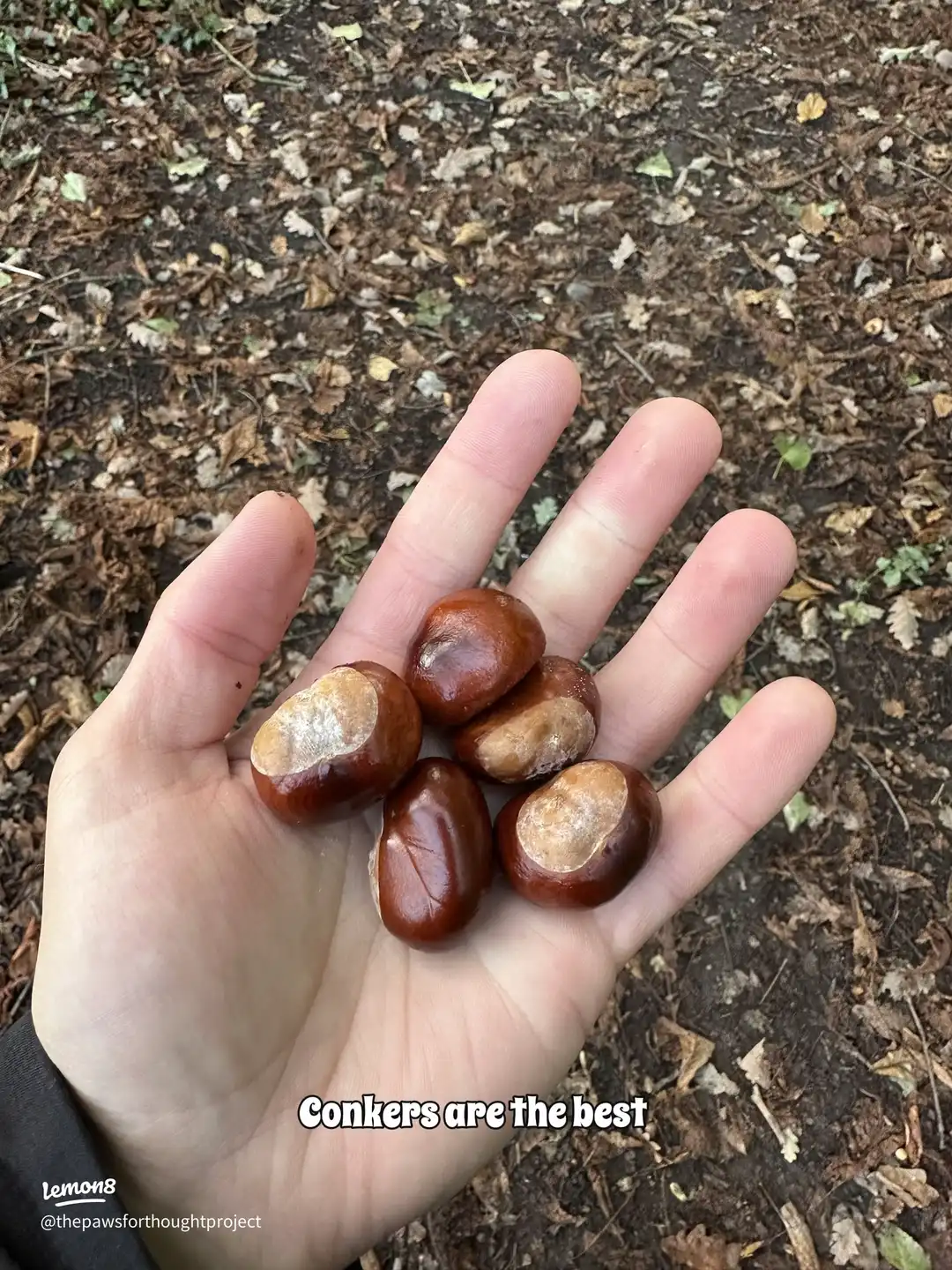 Swipe for autumn vibes 🍂 's images(5)