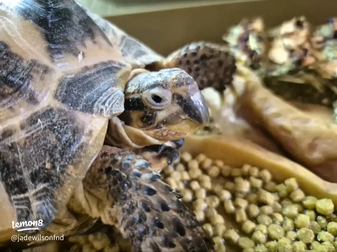 my pets 🥰🫶's images(5)