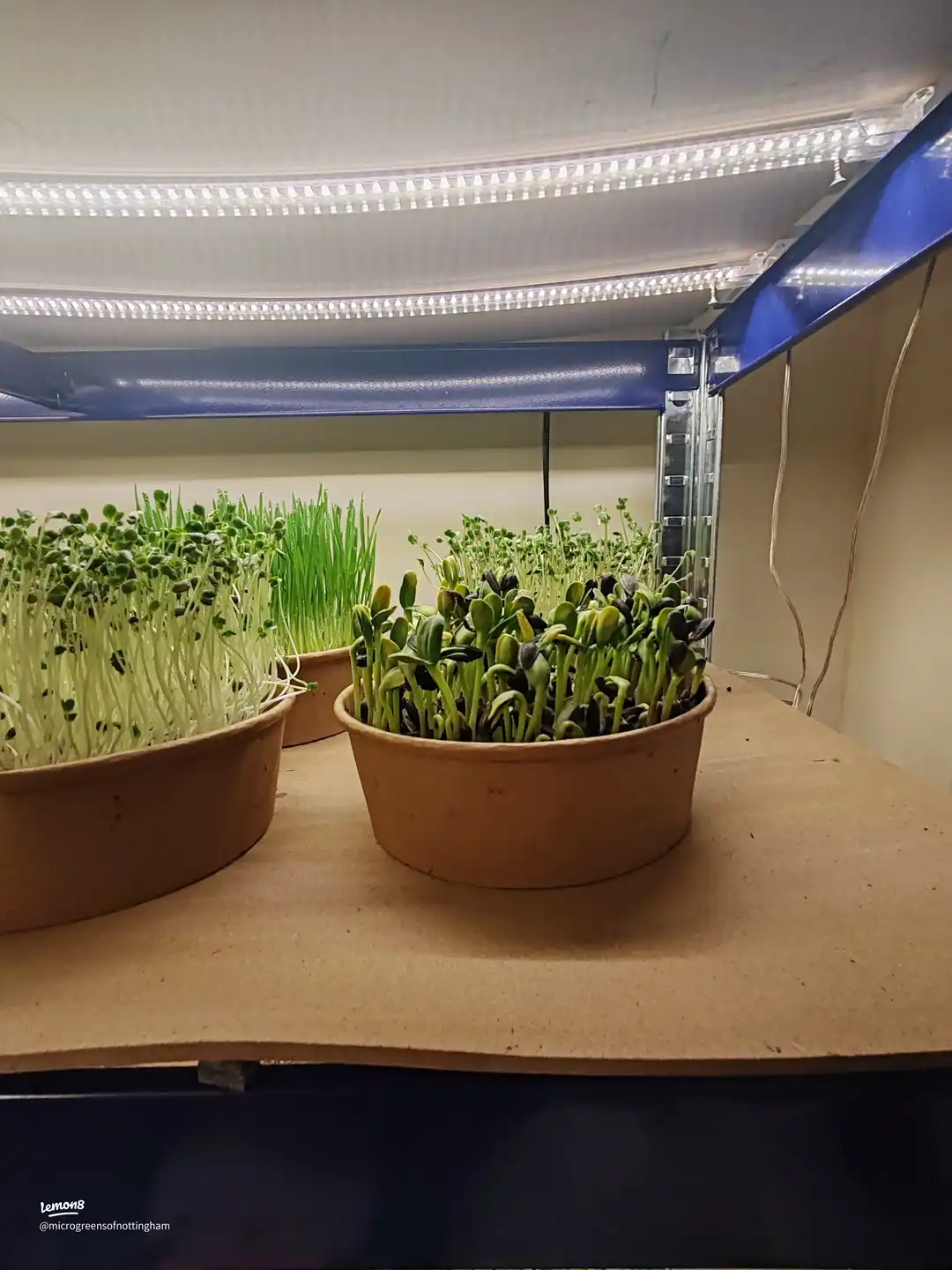 “Boost Your Meals with a Sprinkle of Micro Power 💥's images(2)