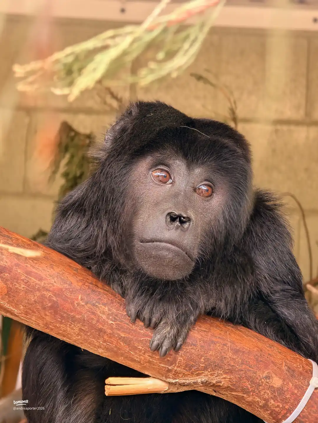 banham zoo trip 's images(4)