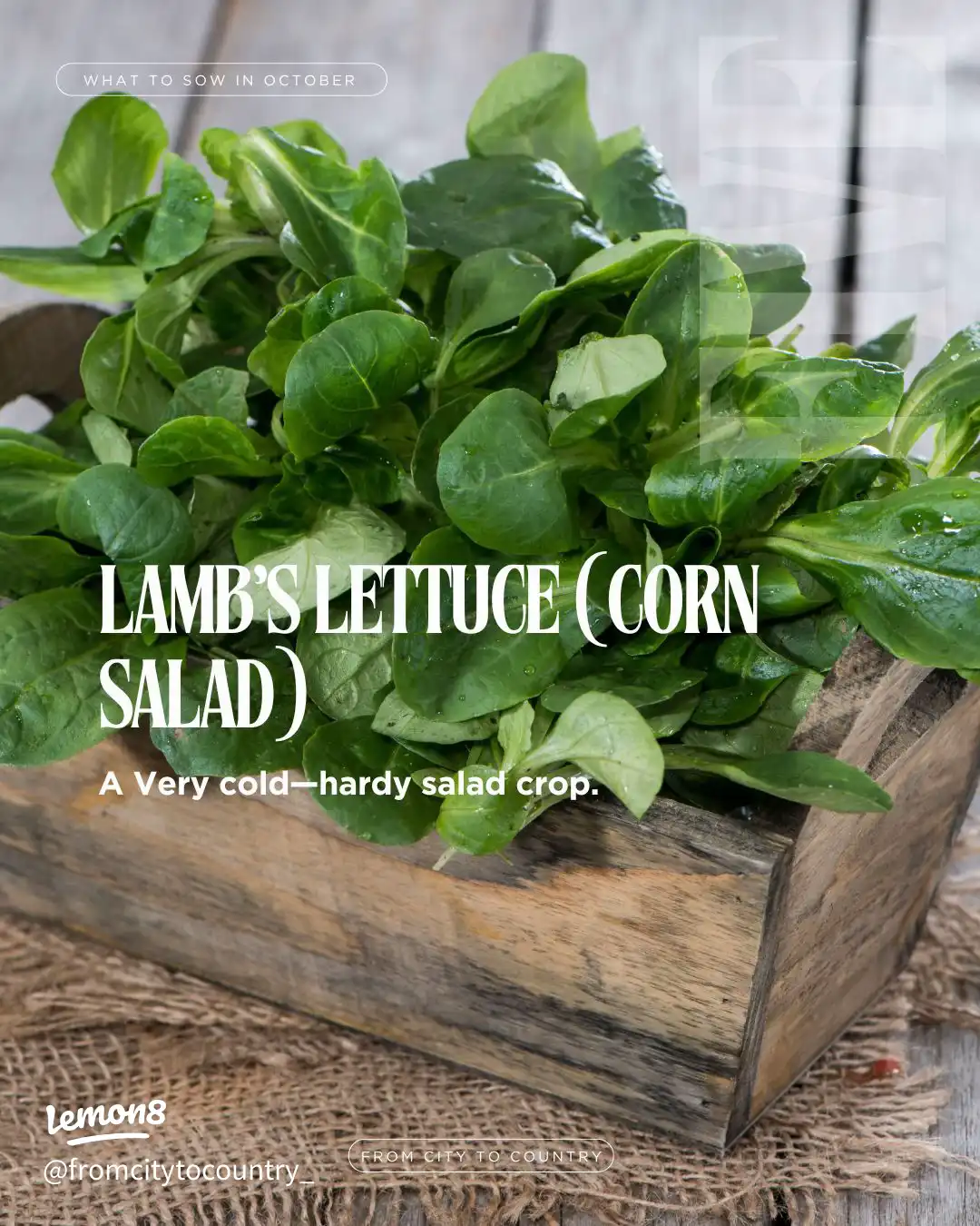 Vegetable & Herb Seeds to Sow in October 🌱🍂 USDA Z's images(5)