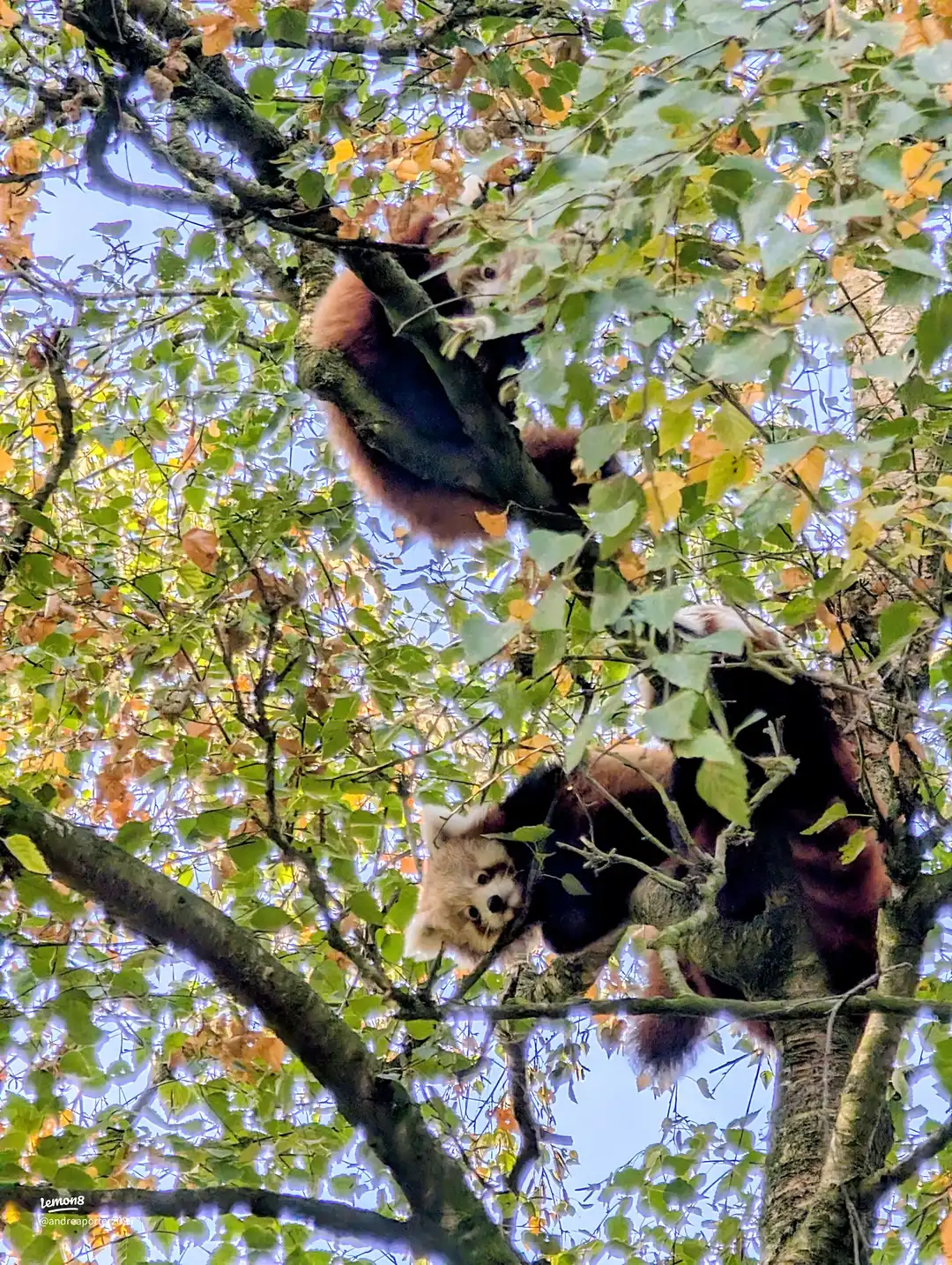 banham zoo trip 's images(3)