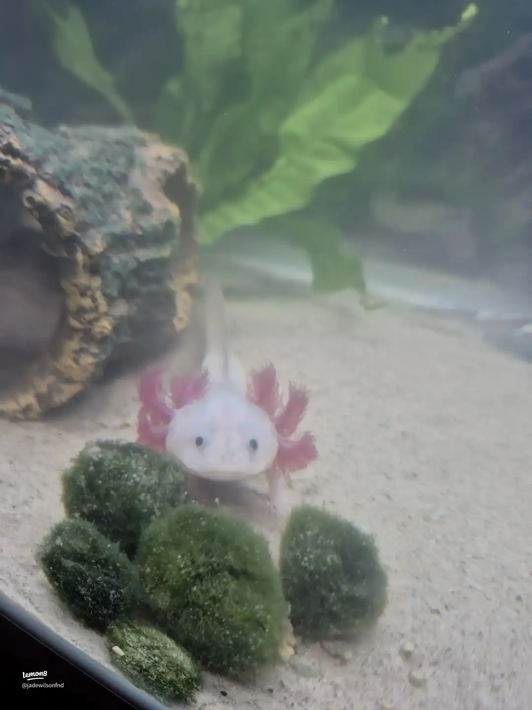 my pets 🥰🫶's images(3)