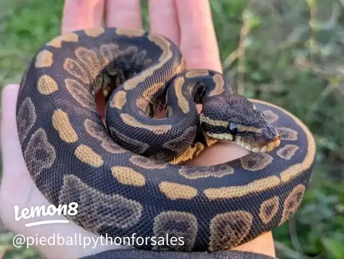 available for adoption 's images(2)