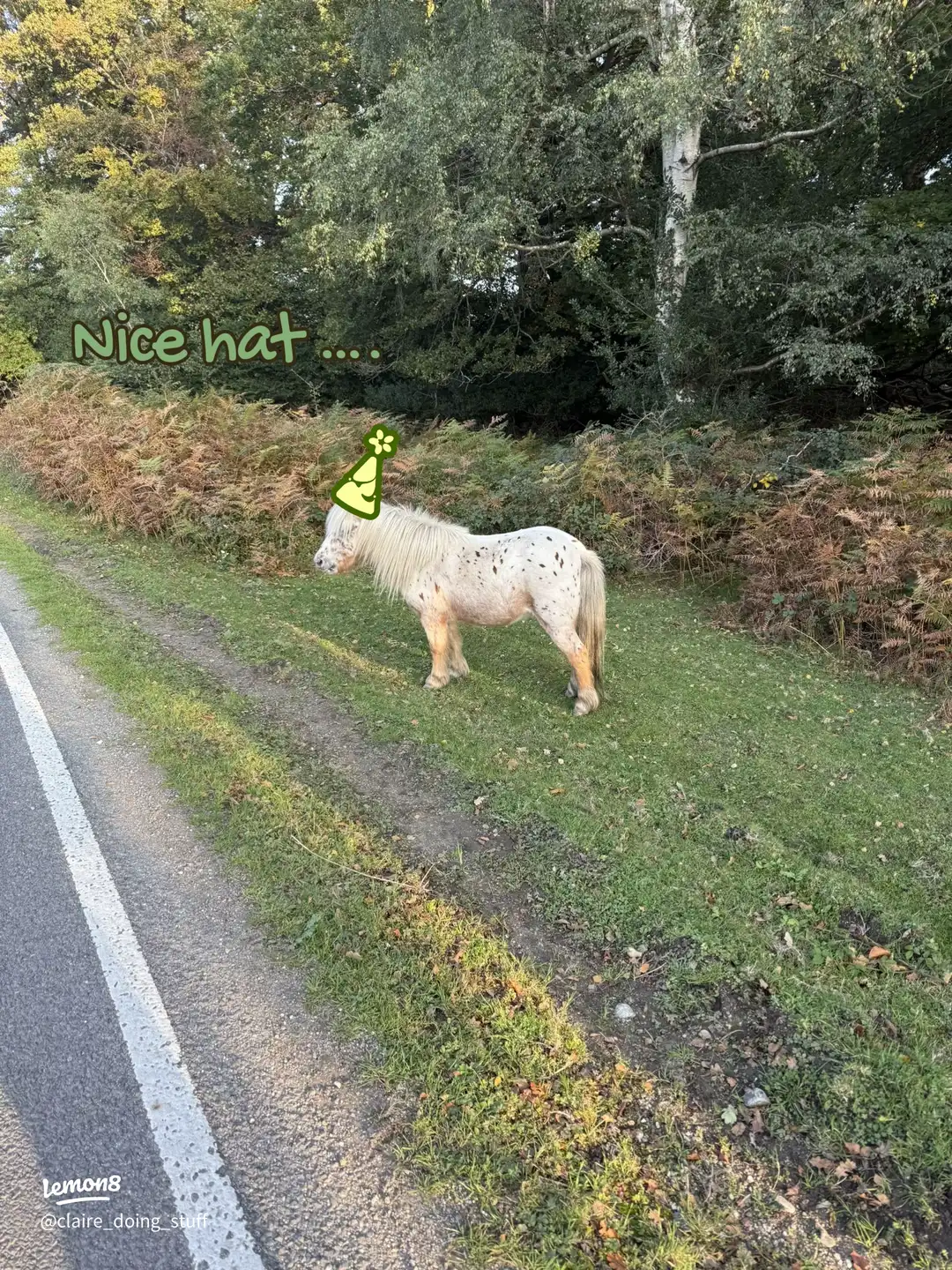 An autumn walk 🍂🍁🍄🍄🟫's images(3)