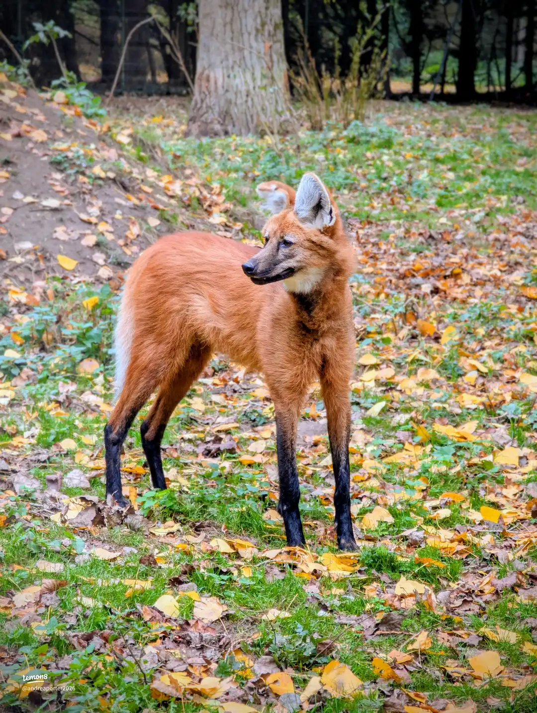 banham zoo trip 's images(0)