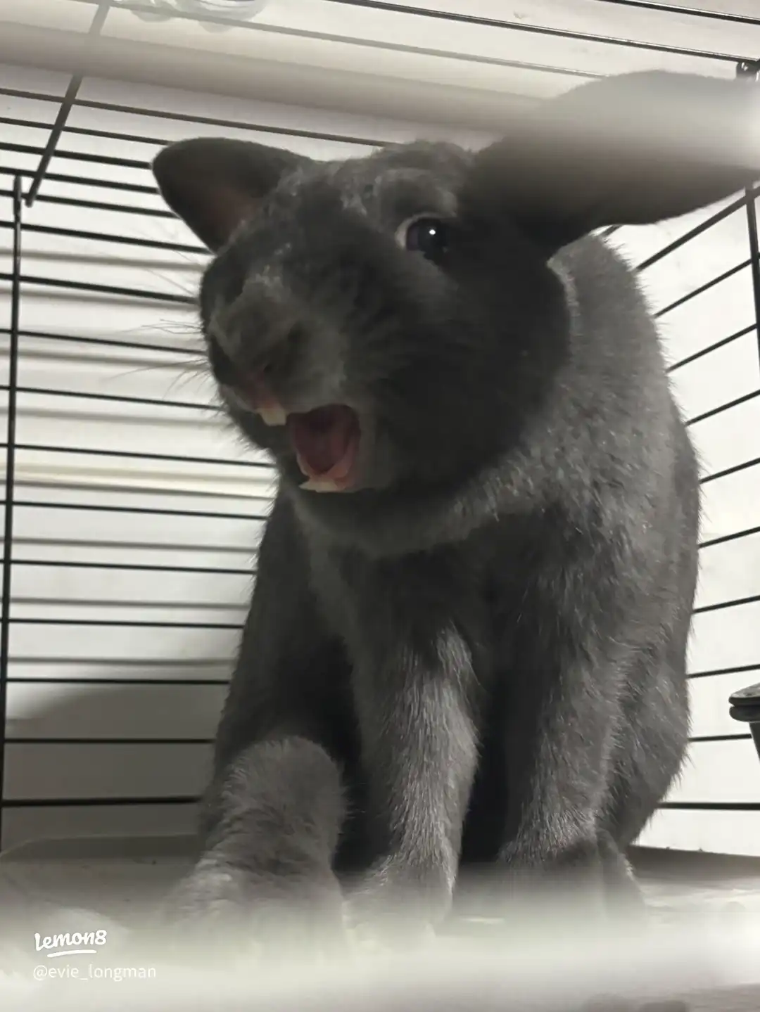 Meet Ash 😂😂's images(0)