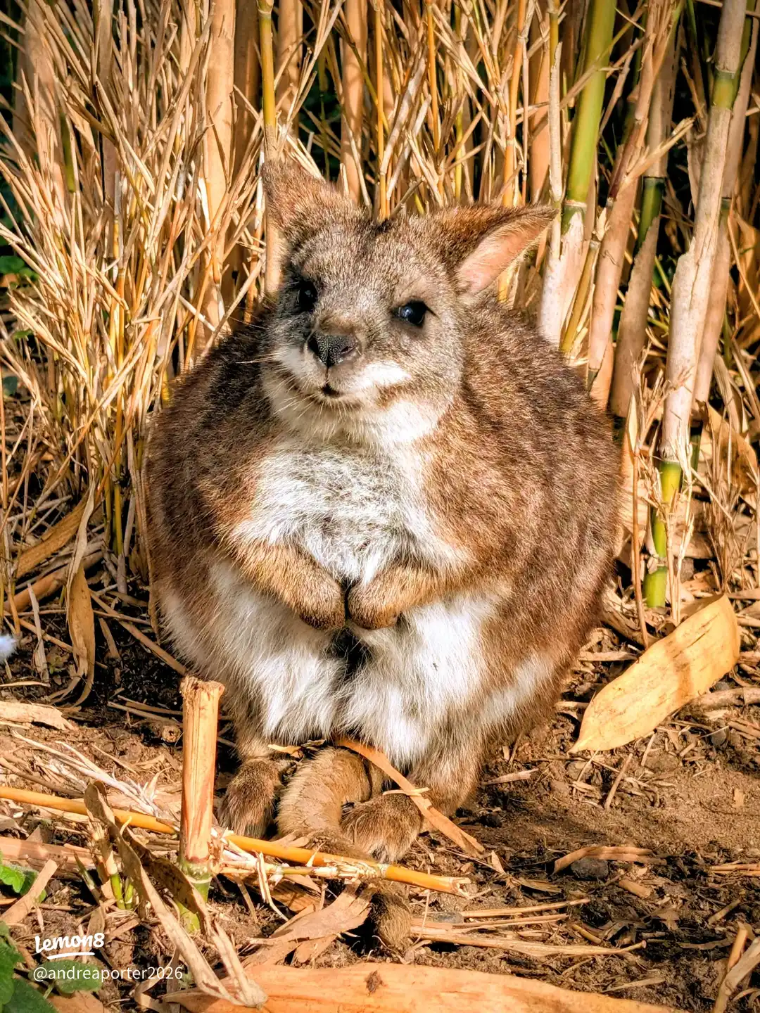 banham zoo trip 's images(2)
