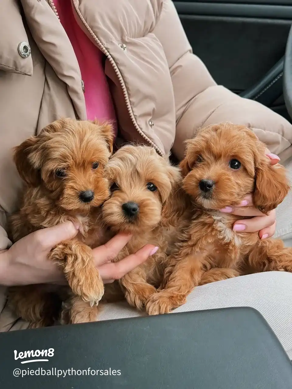 available for adoption 's images(3)